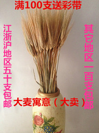 大麦 花束小麦真杆风干 麦子麦穗干花装饰永生花大麦寓意（大卖）