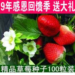100粒四季结果草莓种子红白黑蓝家庭盆栽 美容阳台水果蔬菜籽