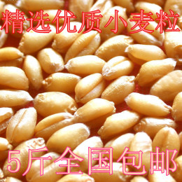 2015年小麦|小麦粒|小麦草种子、带皮小麦面粉原料五谷杂粮250克