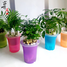 盆栽植物办公室室内花卉懒人水培自动吸水绿植套装四季常青