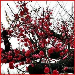 热销梅花盆景 红梅树桩 树苗 乌梅 腊梅 榆叶梅 游龙梅 朱砂梅
