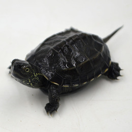 黑腹墨龟活体宠物中华草龟约3cm檀香长寿招财外塘风水小乌龟水龟