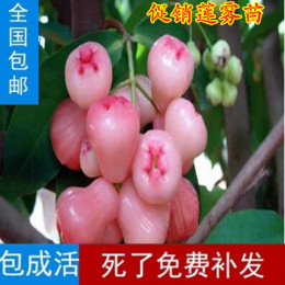 莲雾苗 台湾热带水果 黑金刚莲雾果苗 果树苗盆栽 南方北方种植