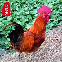 [正黔方]贵州农村山地放养土鸡（公）绿色食品生禽家禽  1只