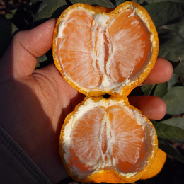 包邮石棉汉源黄果柑柑橘橙子黄金果青果应季水果五斤装2500g