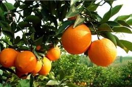 纯天然农家现采新鲜水果橙子 正宗江西赣南脐橙10斤装九省市包邮