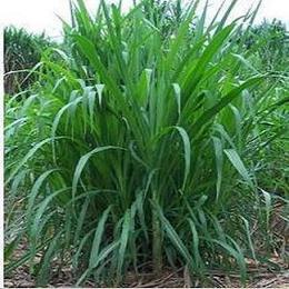 黄竹草牧草种子 皇竹草种子 新型黄竹草种子 高产量 包发芽率