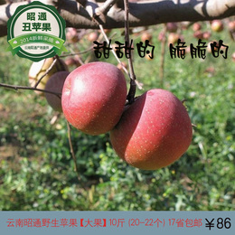 新鲜水果野生苹果昭通丑苹果10斤65元全国包邮