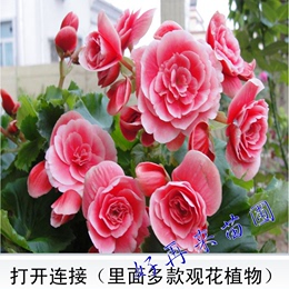 盆栽玫瑰海棠 天竺葵 四季开花重瓣 丽格秋海棠花苗 带花发货包邮