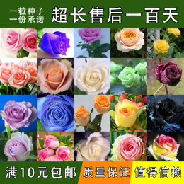 四季播红玫瑰花种子 阳台绿植盆栽庭院易种花卉鲜花种子花籽包邮