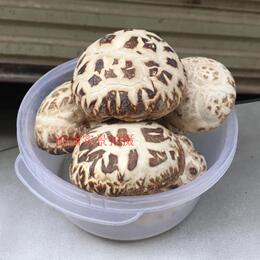 【天天特价】泌阳花菇香菇干货  花菇 干冬菇蘑菇土特产500G包邮