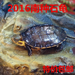 南石南种石龟南种石金钱石龟纯南石大青小青北种宠物龟水龟活体