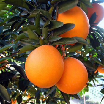 【预售】江西赣州特产赣南脐橙20斤现摘水果新鲜精品果甜橙子包邮
