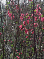鲜活真桃花庭院盆栽桃花树苗红色重瓣红叶碧桃树苗观赏花苗实生