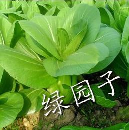 上海青种子油菜上海白 清江白菜青菜 阳台蔬菜种子 四季易种菜籽