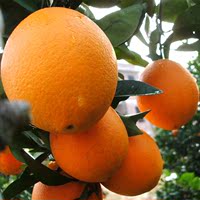 【预售】江西赣州特产赣南脐橙20斤现摘水果新鲜标准果甜橙子包邮
