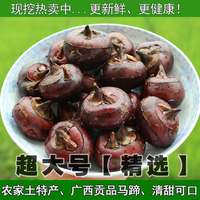 超大号5斤装新鲜广西桂林农产品特产马蹄荸荠 清甜无渣地栗包邮