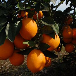 【预售】江西赣州特产赣南脐橙2KG现摘水果新鲜标准果甜橙子包邮