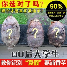 【天天特价】美食5斤正宗广西新鲜荔浦芋头粉糯香芋槟榔芋紫藤芋