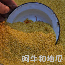 农家山区自种 黄小米 月子米 小黄米 宝宝米 400g 无化肥农药添加