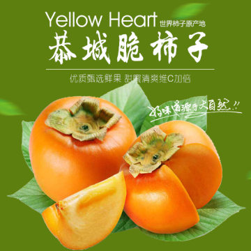 桂林恭城特产甜脆柿子 当季现摘新鲜水果树上熟非柿子饼4斤装包邮
