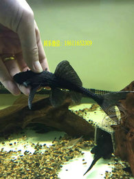 同乐水族 L155黑魔神异型 珍稀品种 野生南美 异型鱼 热带鱼