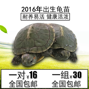 巴西龟苗包邮 乌龟活体 宠物龟 小乌龟草龟 中华绿线草龟 金线龟