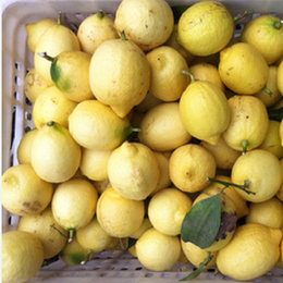 包邮 安岳柠檬6斤约24-32个 统果多汁 切片榨汁 损坏包赔 心柠