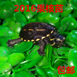 果核龟 果核 果核蛋龟 蛋龟果核剃刀麝香红面蛋宠物龟乌龟水龟