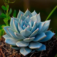 蓝鸟丨多肉植物盆栽室内花卉迷你桌面植物 防辐射吸甲醛 多肉