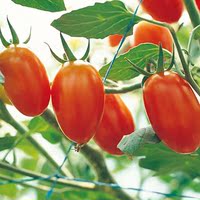 阳台四季蔬菜种子番茄种子圣女果种子红番茄小番茄种子50粒