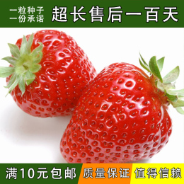 四季播草莓种子 阳台盆栽牛奶油草莓籽庭院蔬菜水果花卉种子包邮